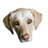 Dog Pet Sticker by Meanwhile Brewing