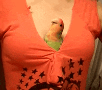 Bird GIF