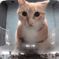 Cat What GIF