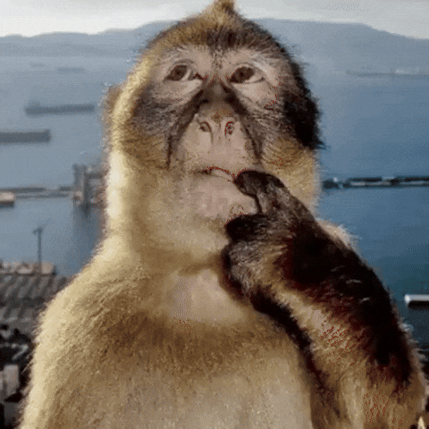 Monkey Stan Twitter GIF