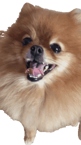 Dog Sleep Sticker