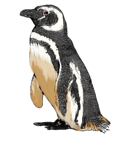 CokCoq penguin pinguino gifology cokcoq Sticker
