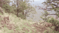 Wolf Pup Watches Rock Roll By