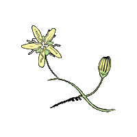 Passiflora Sticker