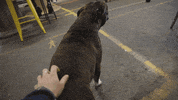 Excuse Me What GIF by FWA CrossFit