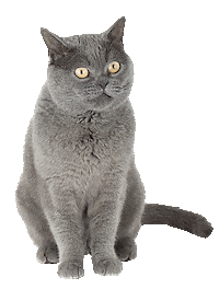 cat internet Sticker by Lifecell