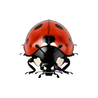 Insect Sticker by Database數據