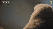 National Geographic GIF by Nat Geo Wild