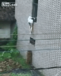 brick sneak GIF