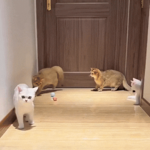 nabavkica giphyupload GIF