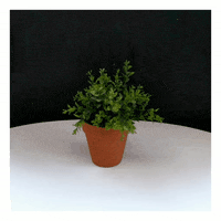 elojodenestor gif art remix tandil street photography GIF