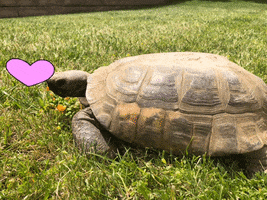 cockrill tortoise love love turtle love my shell love tortoises GIF