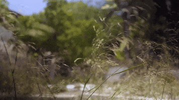mergerecords summer beach ocean swimming GIF