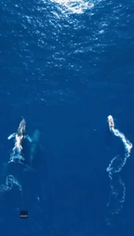Pod of Whales Spotted Swimming Off Queensland Coast