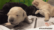 dog puppy GIF by IFC FIlms