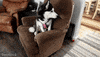 Siberian Husky Hello GIF by Gone to the Snow Dogs