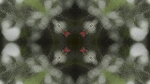 Art Film GIF by jorgemariozuleta
