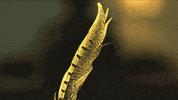 slow motion feather slomo GIF