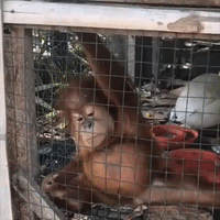 Infant Orangutan Rescued After Being Locked in Chicken Coop