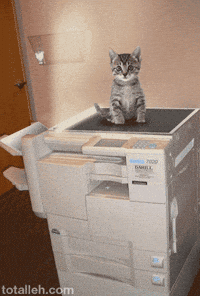 Cat Copy GIF