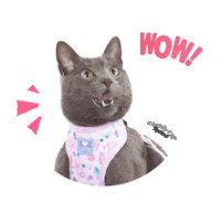Wow Cat Sticker by Rubicat
