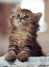 Cat Kitten GIF