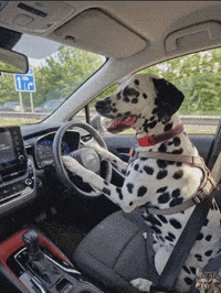 Annie Dalmatian GIF