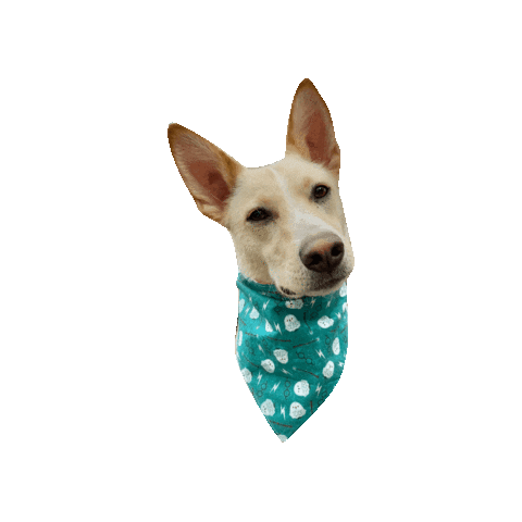 Harry Potter Spark Sticker by Geekster Pets