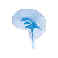 CHRISTOPHMIETHKE brain gehirn medtech hirn Sticker