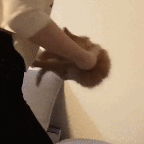 snezanaprebil giphyupload GIF