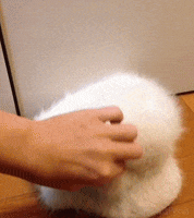 hoo guess GIF