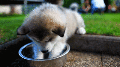 cute animal GIF