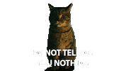 Neil Gaiman Cat Sticker by NETFLIX