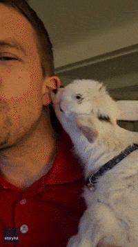 Baby Goat Attempts to Feed From Man's Earlobe