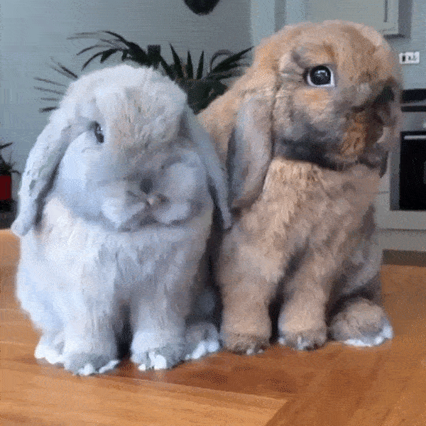 hug touch wan bunnys GIF