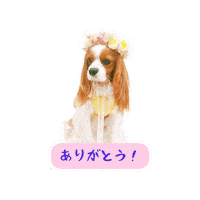 Dogs Cavalierkingcharlesspaniel Sticker