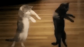 dogstep GIF by Mike Diva