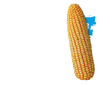 campo agro Sticker by Agroeste