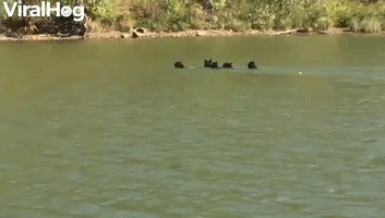 Bear Family Goes for A Swim