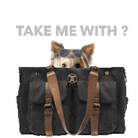 dog yorkie Sticker by MISO PUP