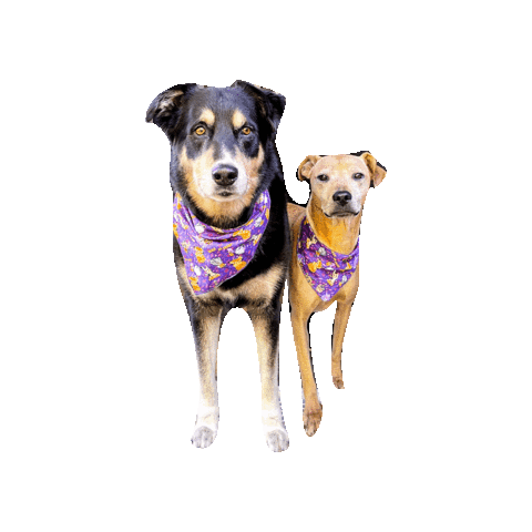 Halloween Dogs Sticker by Geekster Pets