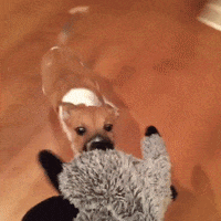 Yank War GIF
