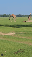 Curious Giraffe Inspects Baby Deer at Louisiana Wildlife Park