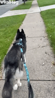 Husky Stops in His Tracks When he Spots Halloween 