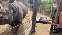 Zoo Celebrates Rhino's Birthday With Special Piano Tune