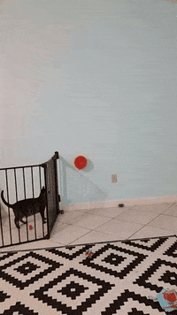 cat playing GIF
