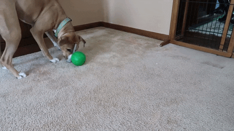 marrsupial123 giphygifmaker GIF