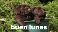 Buen Lunes