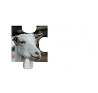 Vegan Goat Sticker by Fundacja Viva!