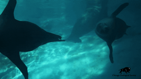 Sea Lions Swimming GIF by Brookfield Zoo